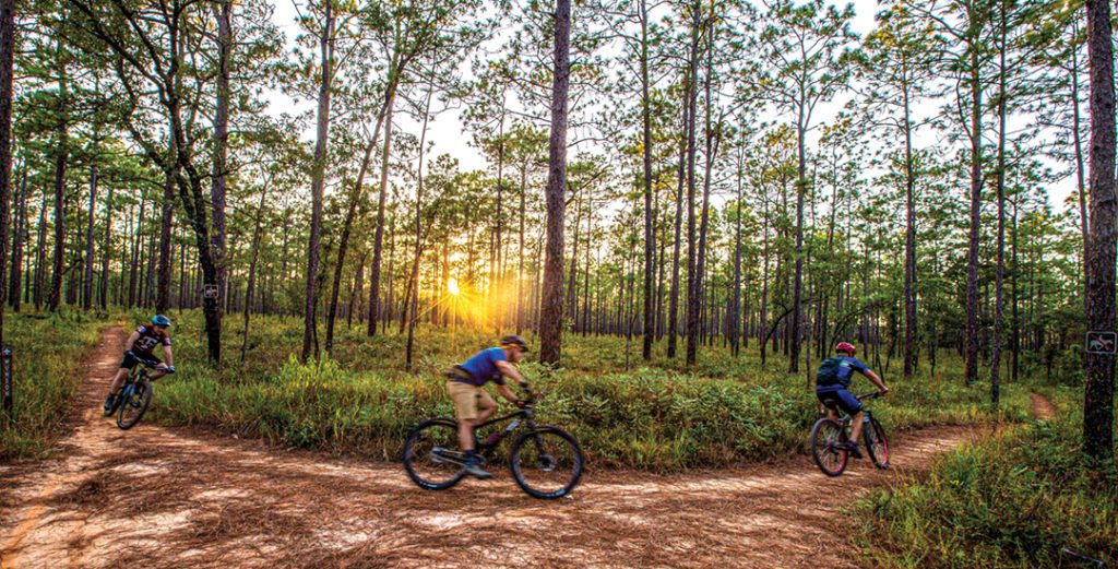 Bike riders on a trail through a pine forest.