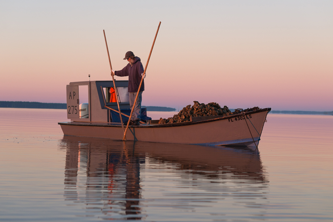 Kendall Shoelles tongs for oysters