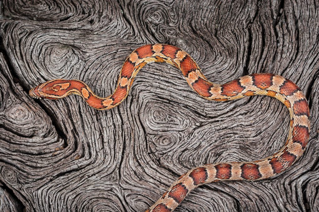 Color and Form  captures one of Kanapaha Prairie’s red rattlesnakes making its way over a fallen live oak.