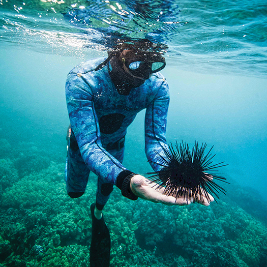 Freedivers get acquainted with an echinoderm. Photograph by Immersion Freediving