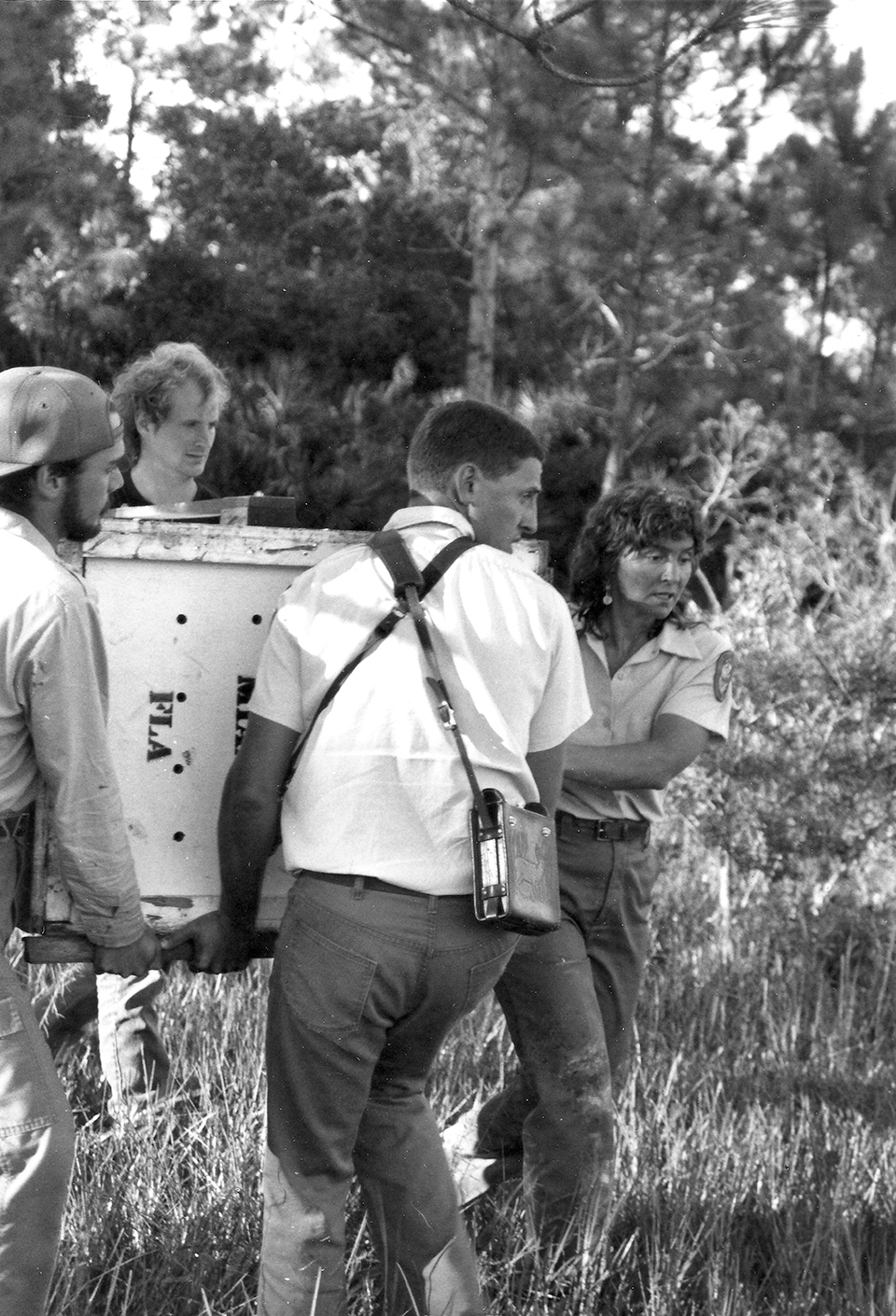 Roelke and her team preparing to release a panther in 1987; Photograph by Florida Game and Fish Commission