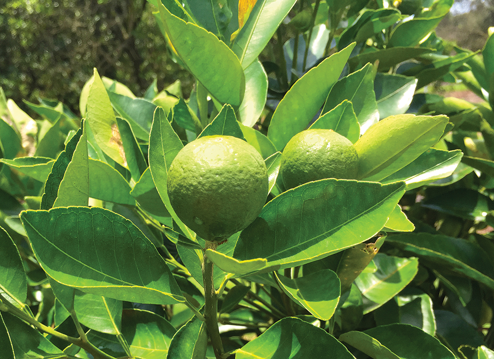 A piece of fruit growing on one of Harrison’s reset trees (2016). Photography by Katie Hendrick