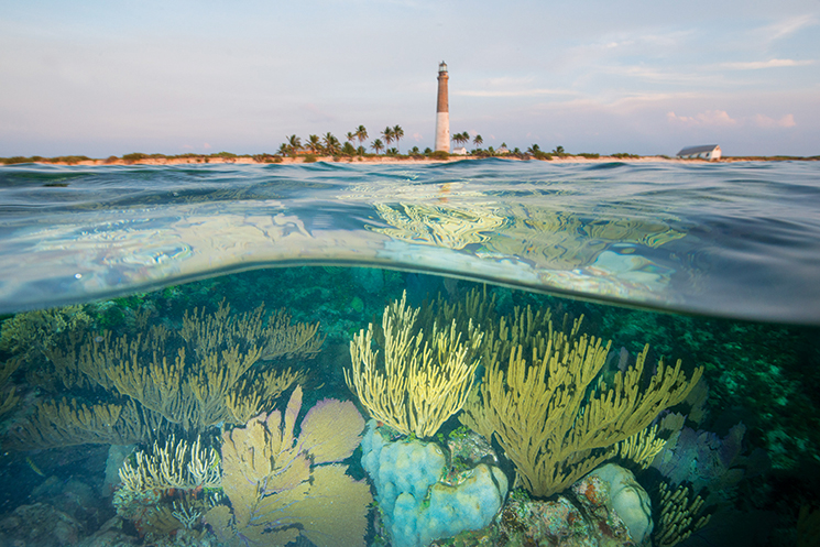 Reef at Loggerhead Key; Photography by Carlton Ward Jr.