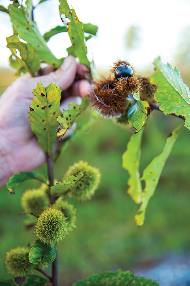 The farm’s namesake chinquapin shrub grows wild throughout the property