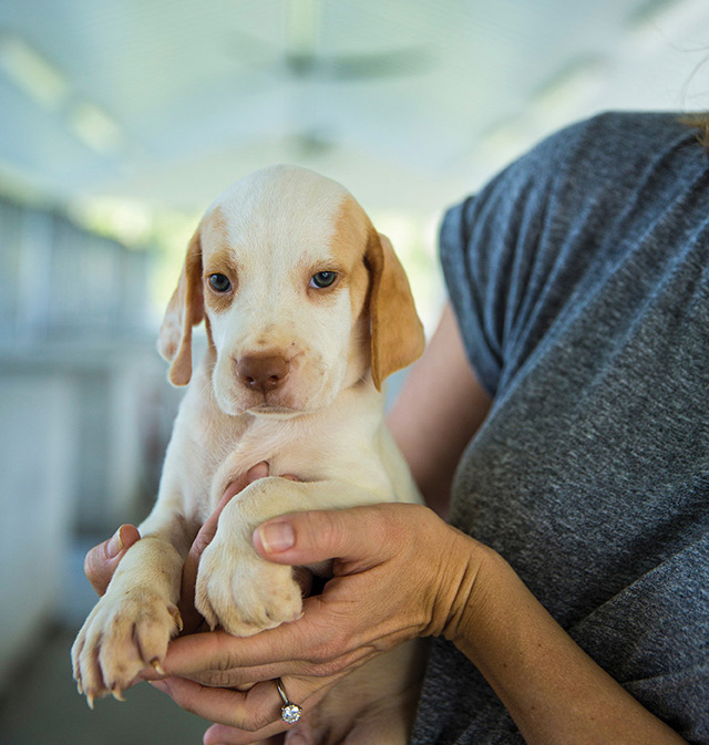 A 5-week-old English pointer