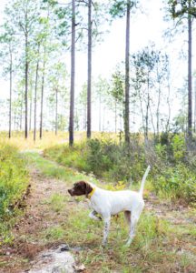 English pointer Chinquapin Sue steady and on point earlier this year