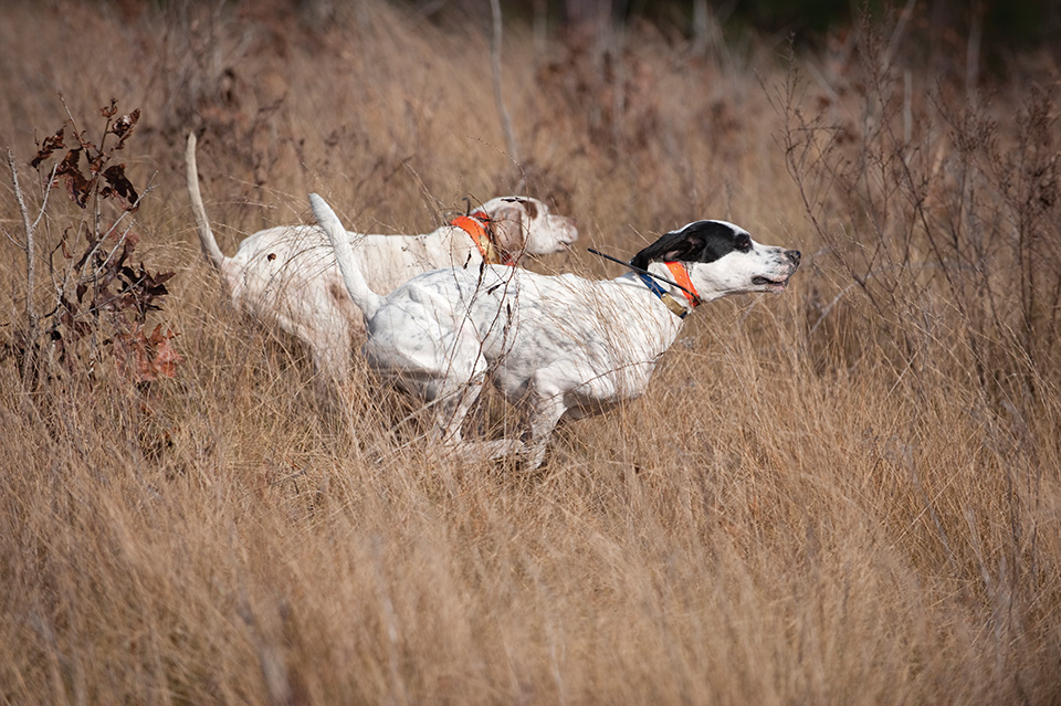 During a trial, dogs are on the move throughout an hour-long heat