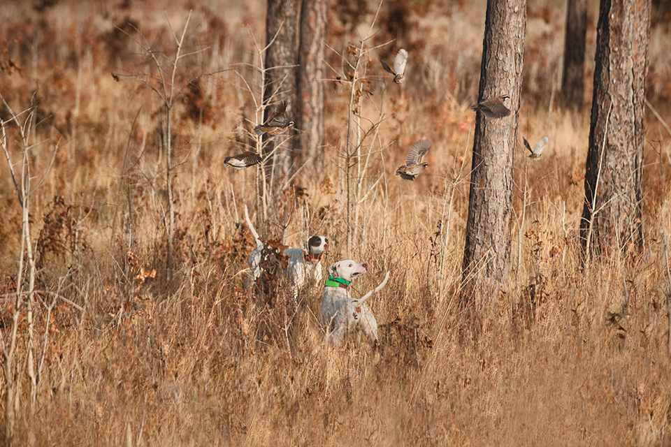 Two hunting dogs looking out for quails in the woods