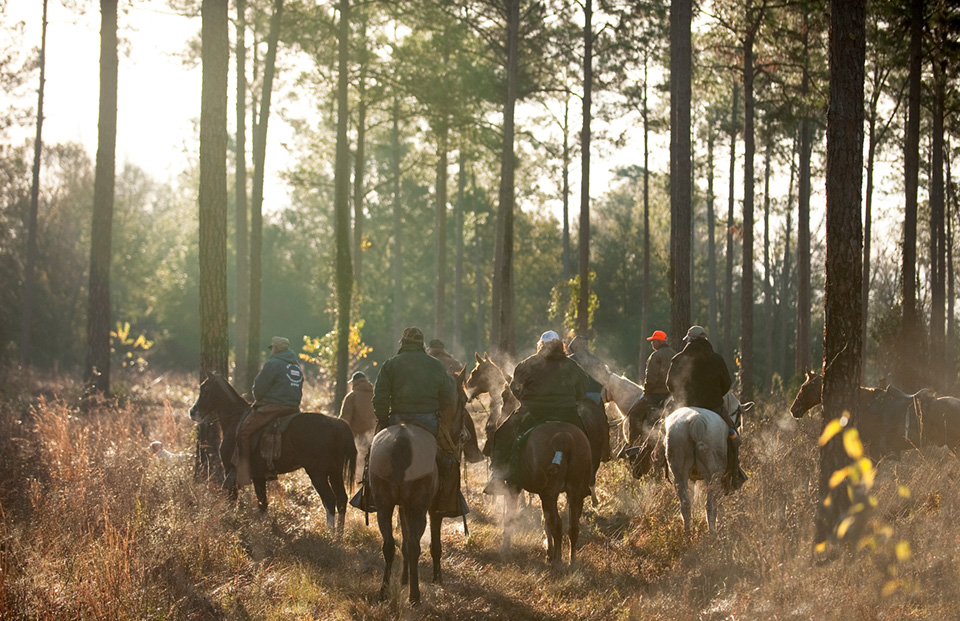 Riders head out on an early winter morning in search of wild quail on Chinquapin Farm near Lake City