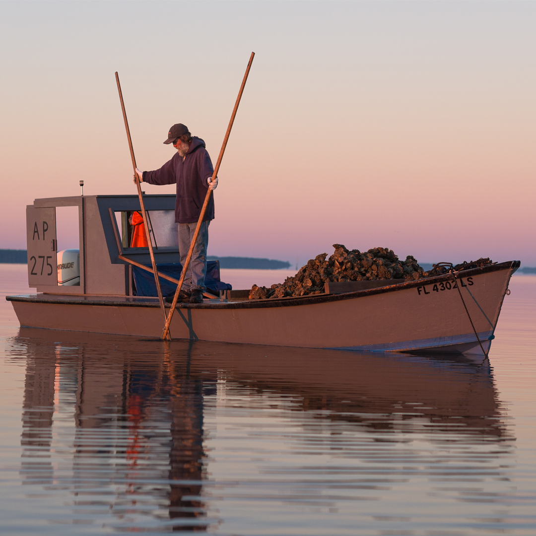 Kendall Shoelles tongs for oysters