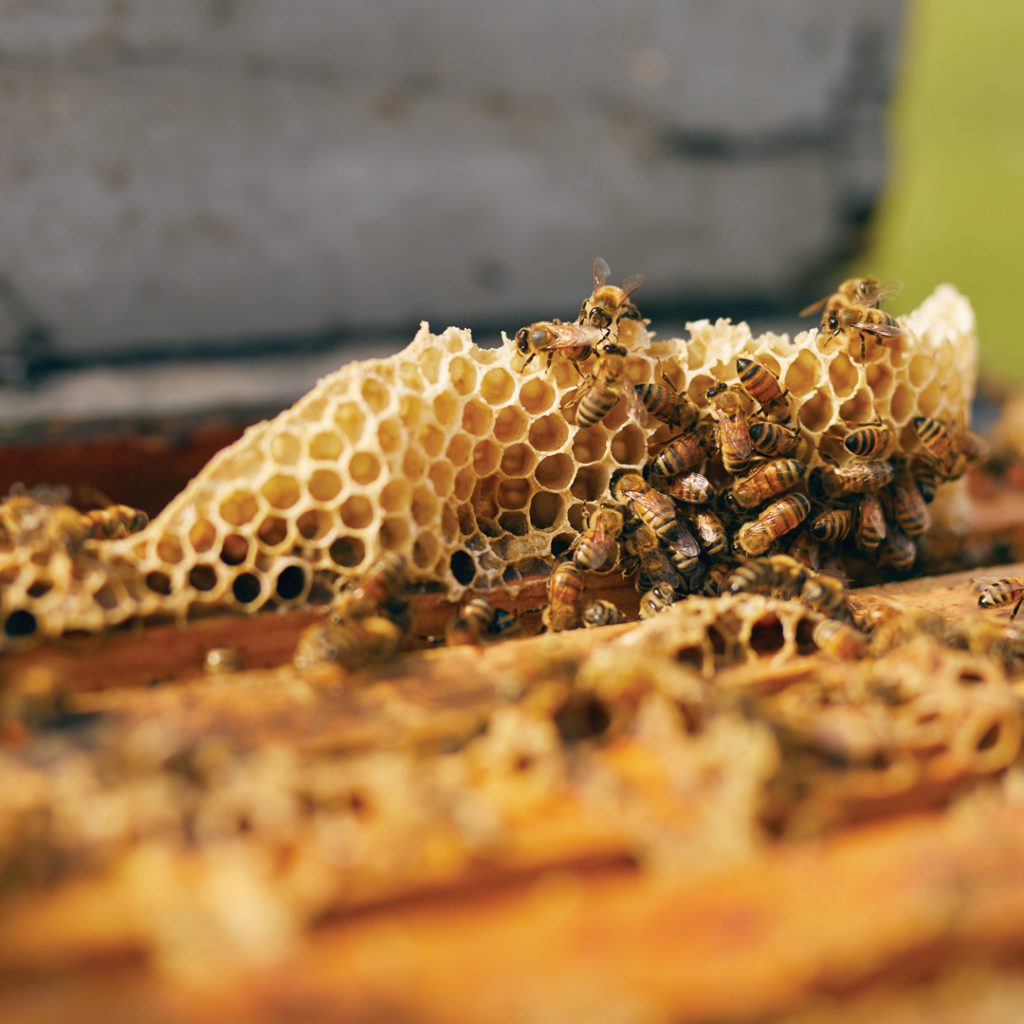 With one of the nation's largest populations of honeybees, Florida