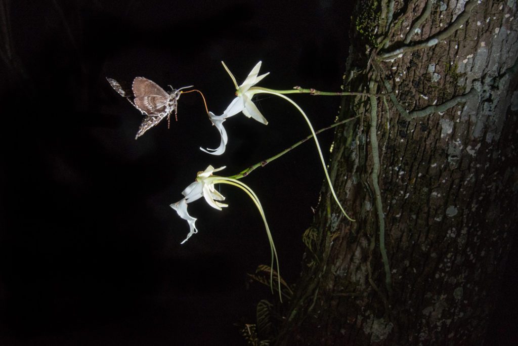 Ghost Orchid