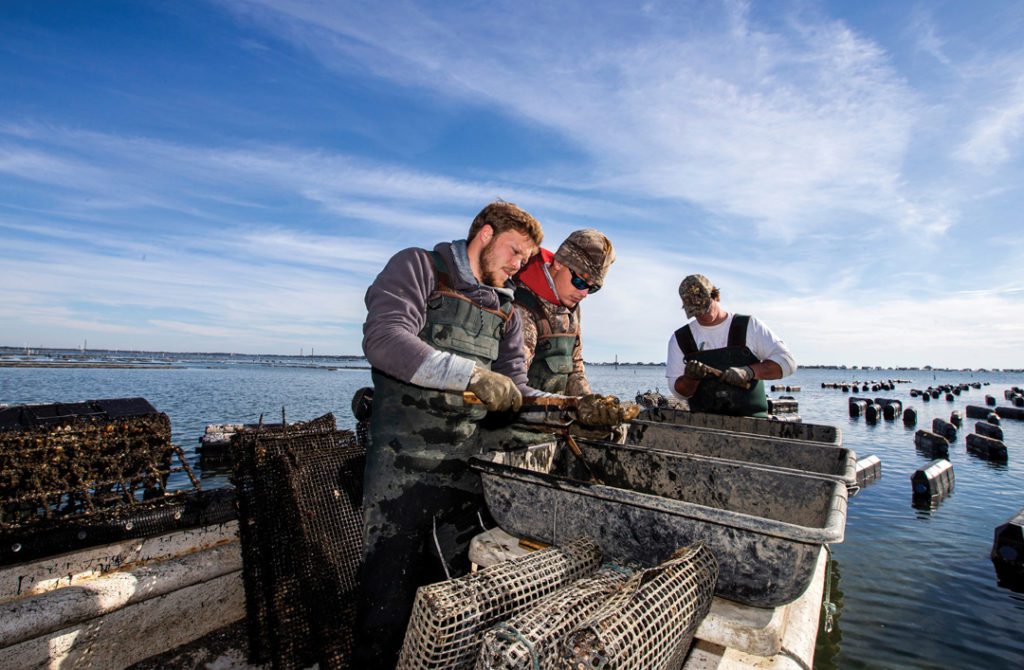 Oyster Fishers