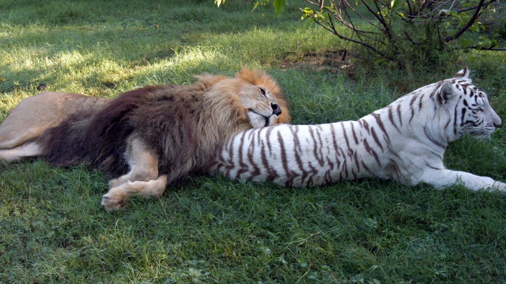 A lion lies on a white tiger's back.