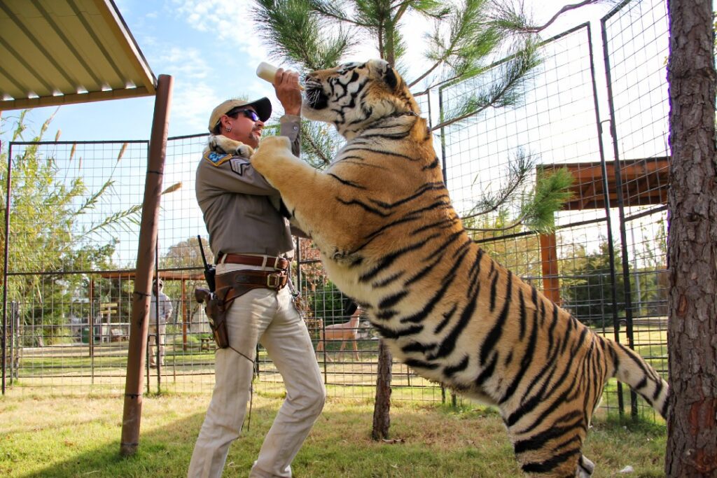 A tiger stands on Joe Exotic's shoulders.