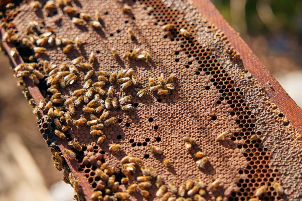 Tupelo Honey By The Case  L.L. Lanier and Son's Tupelo Honey