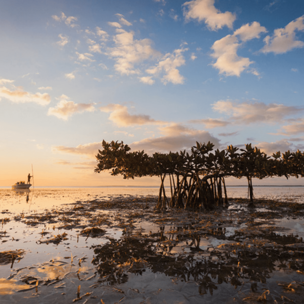 What You Can Do To Save The Bees Flamingo Magazine