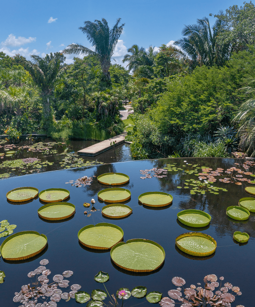 Naples Botanical Garden has waterlilies, lily pads and other plants to provide beautiful sights for visitors.