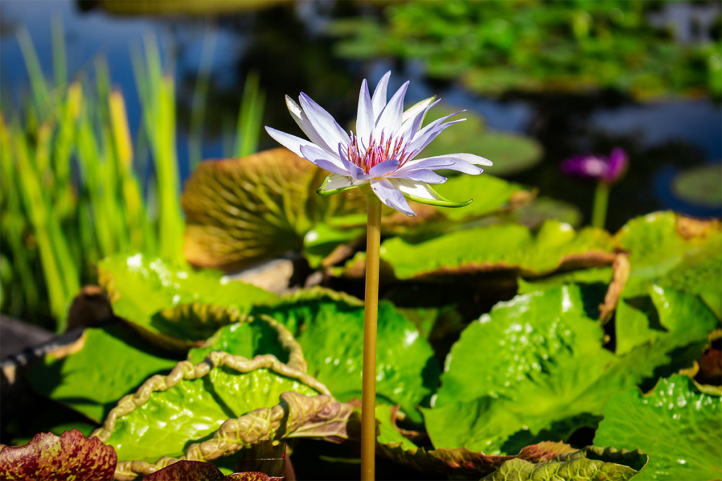 waterlilies at the Naples Botanical Garden provide entertainment and beautiful views for summertime enjoyment.
