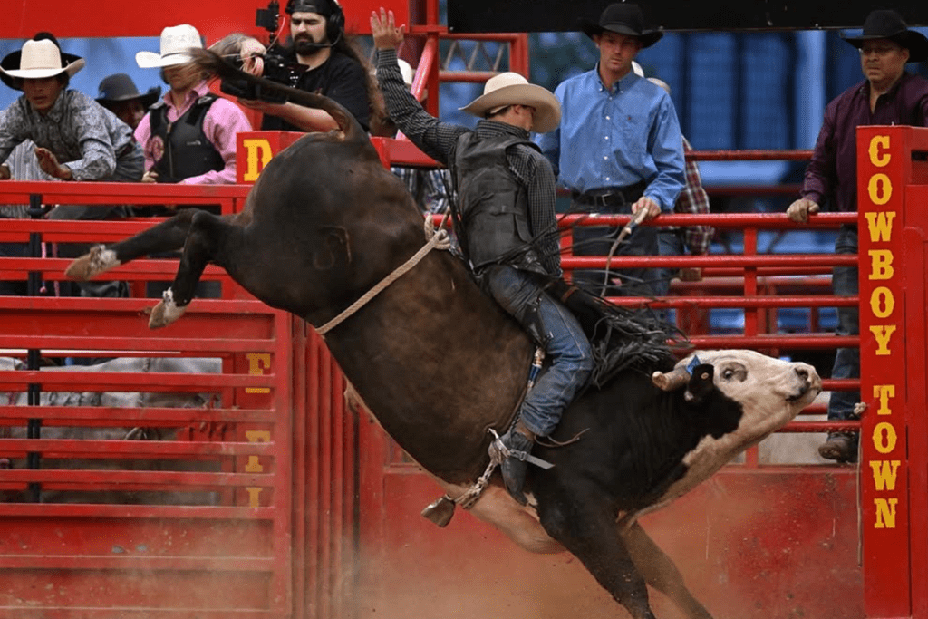 Cheer on professional cowboys and bowgirls at the Weekely Brothers Davie Pro Rodeo in Davie, Florida.