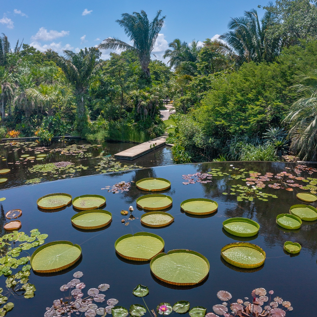 Lilypads at Naples Botanical Garden