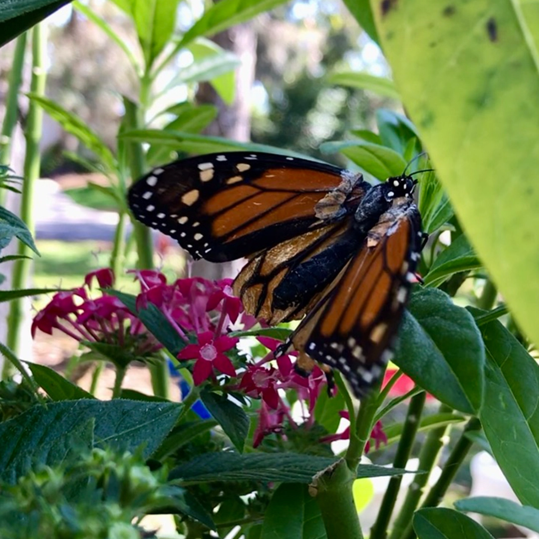 Diane the butterfly with wing surgery