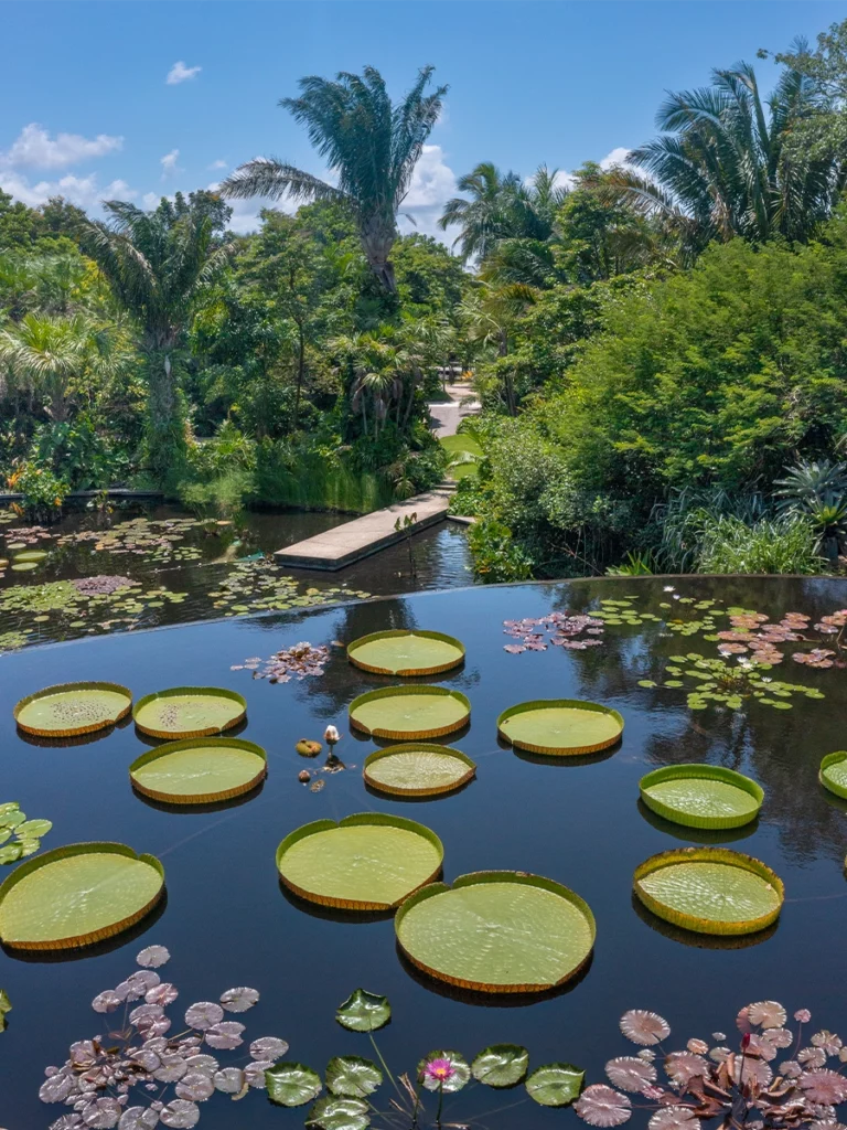 Naples Botanical Garden Spends the Summer With Fruits, Flora and Fresh Fetes 3 Naples Botanical Garden has waterlilies, lily pads and other plants to provide beautiful sights for visitors.