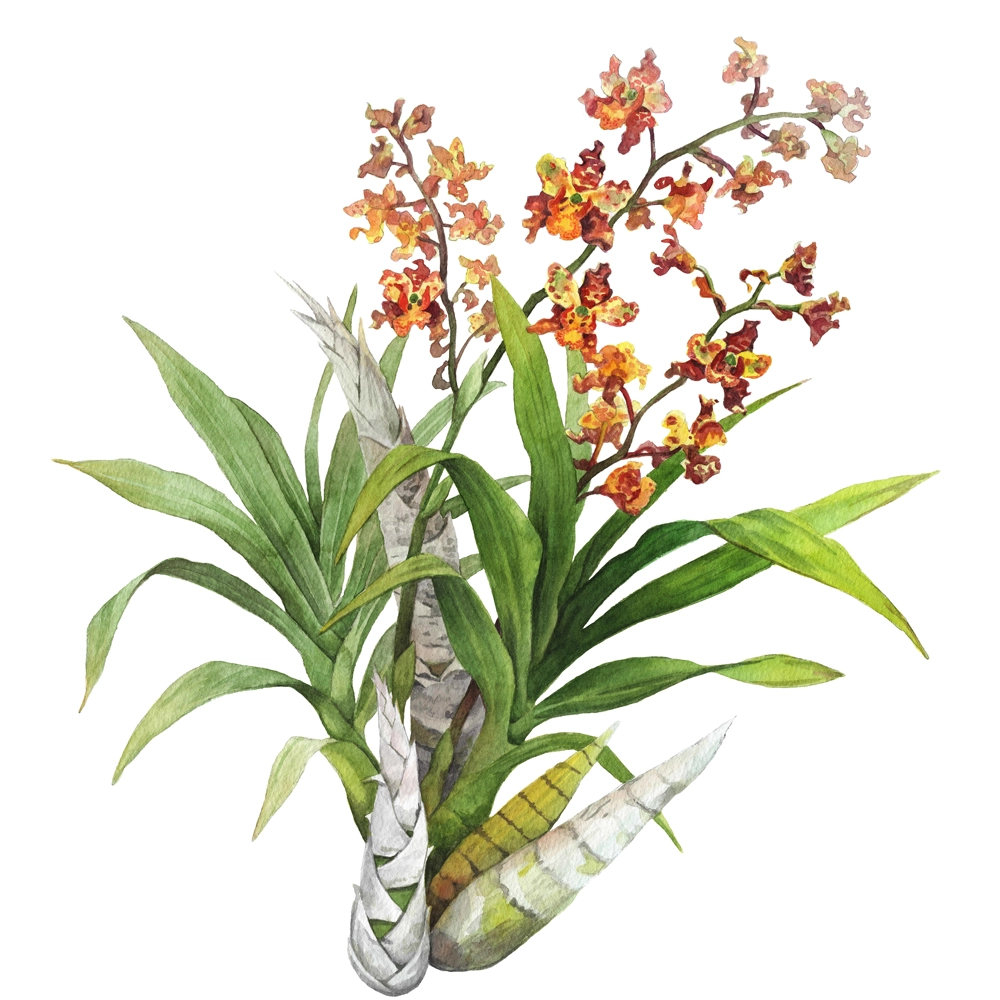 Cigar Orchids in the Wild | Conservation