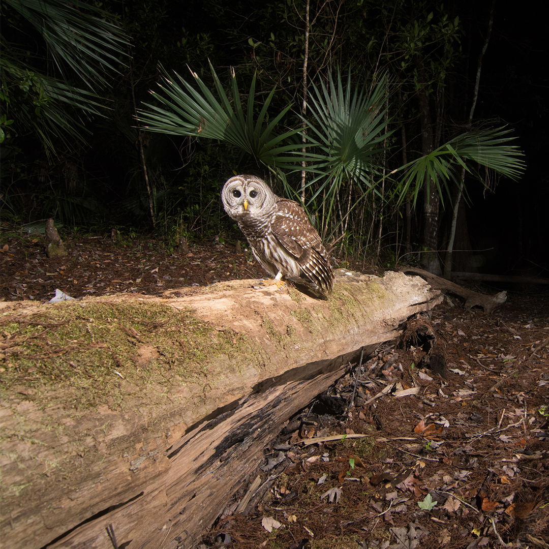 Carlton Ward Jr. Captures an Unexpected Barred Owl